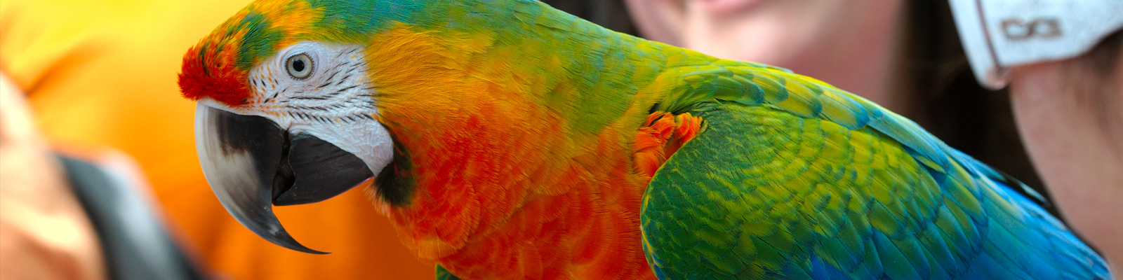 Macaw used as tourist photo prop (photo: Derrick Coetzee)