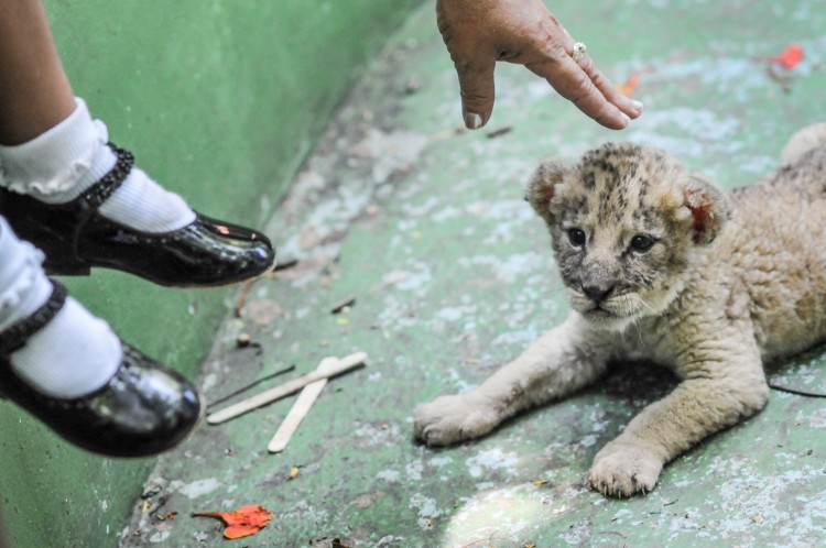 A lion cub at the Havana Zoo (Photo: Jo-Anne McArthur / We Animals)