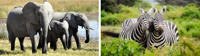 Wild African Elephants and Wild Zebras