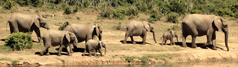 Wild African Elephants