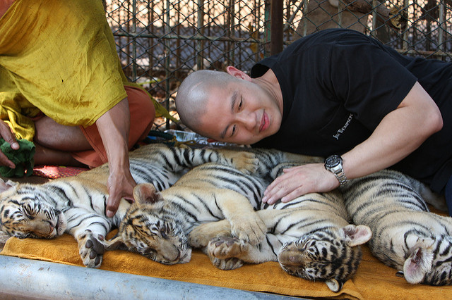 Tiger cubs used a photo props (Credit: Brett Marlow)