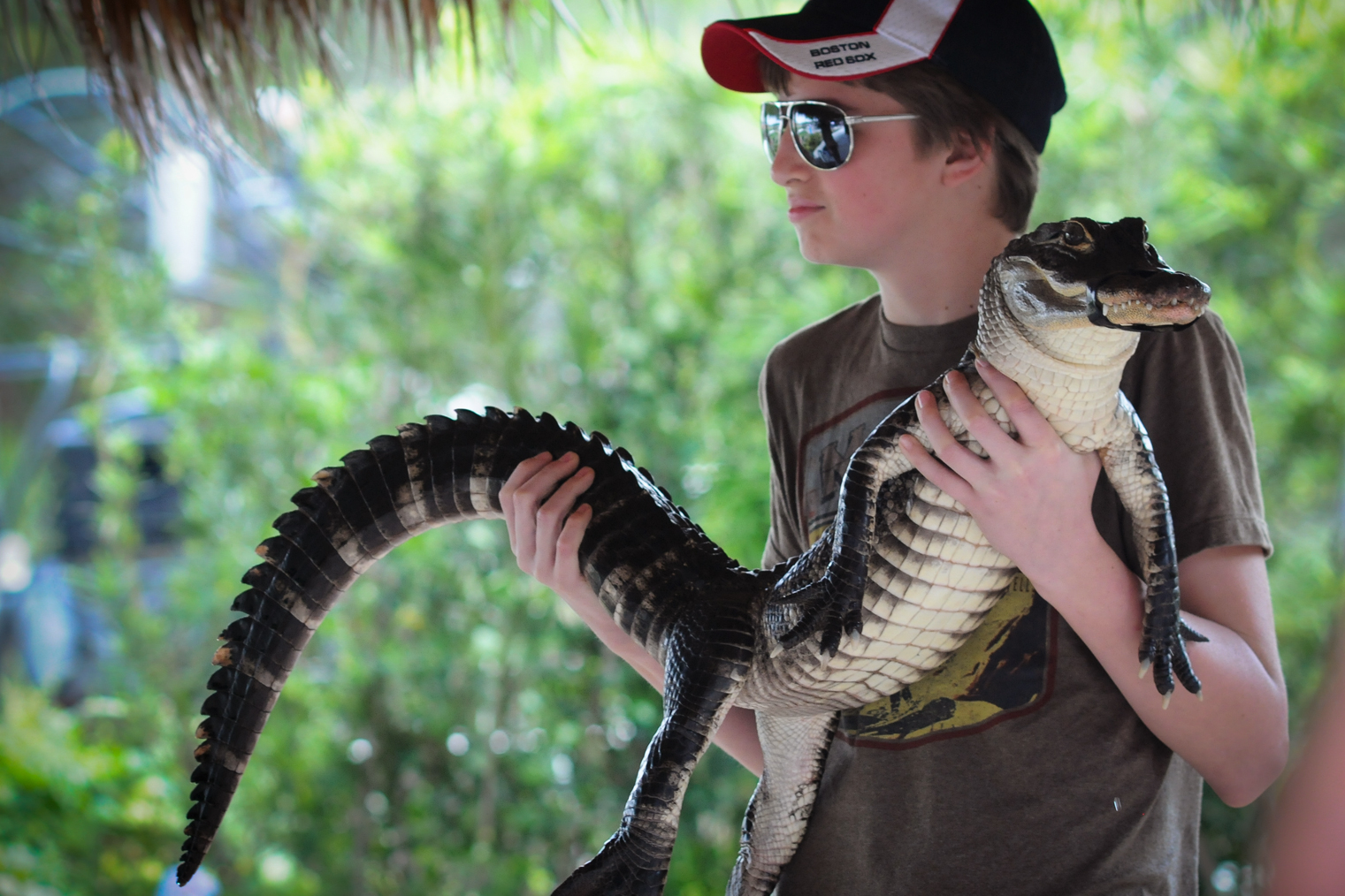 Tourist holding an alligator (Photo: Jo-Anne McArthur / We Animals)