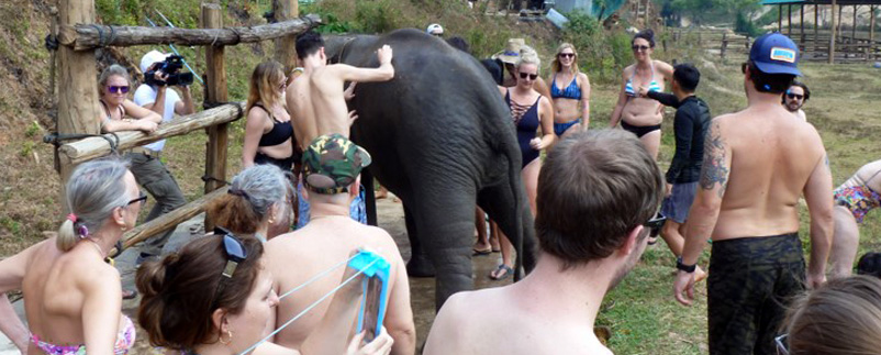 ANIMONDIAL: Daniel Turner visiting Elephant Camps in Thailand