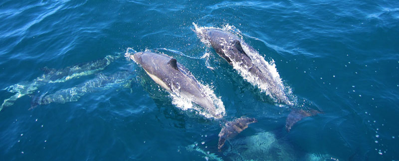 ANIMONDIAL: Wild Dolphins