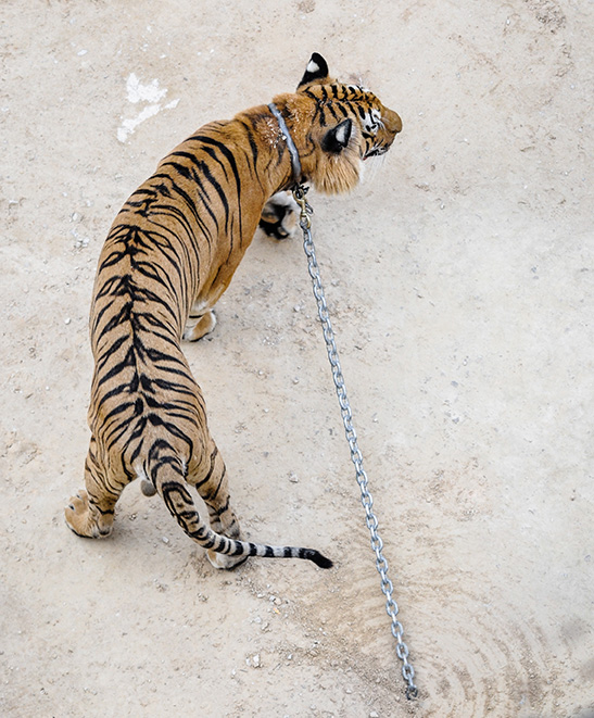 Tiger Temple, Thailand (Photo: Jo-Anne McArthur / We Animals)