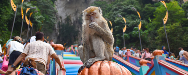 Temple Macaque
