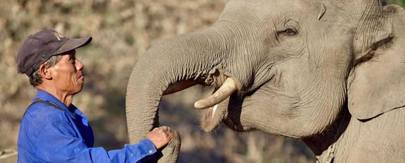 Photo: Mahouts Elephant Foundation