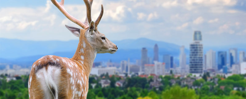 Deer looking at the city
